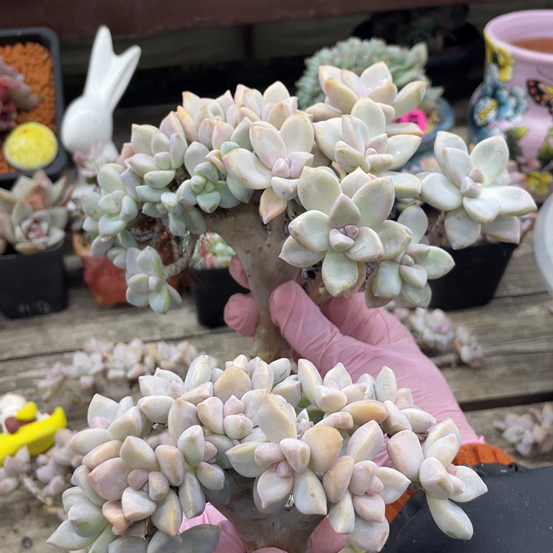 底切淡雪两个。    