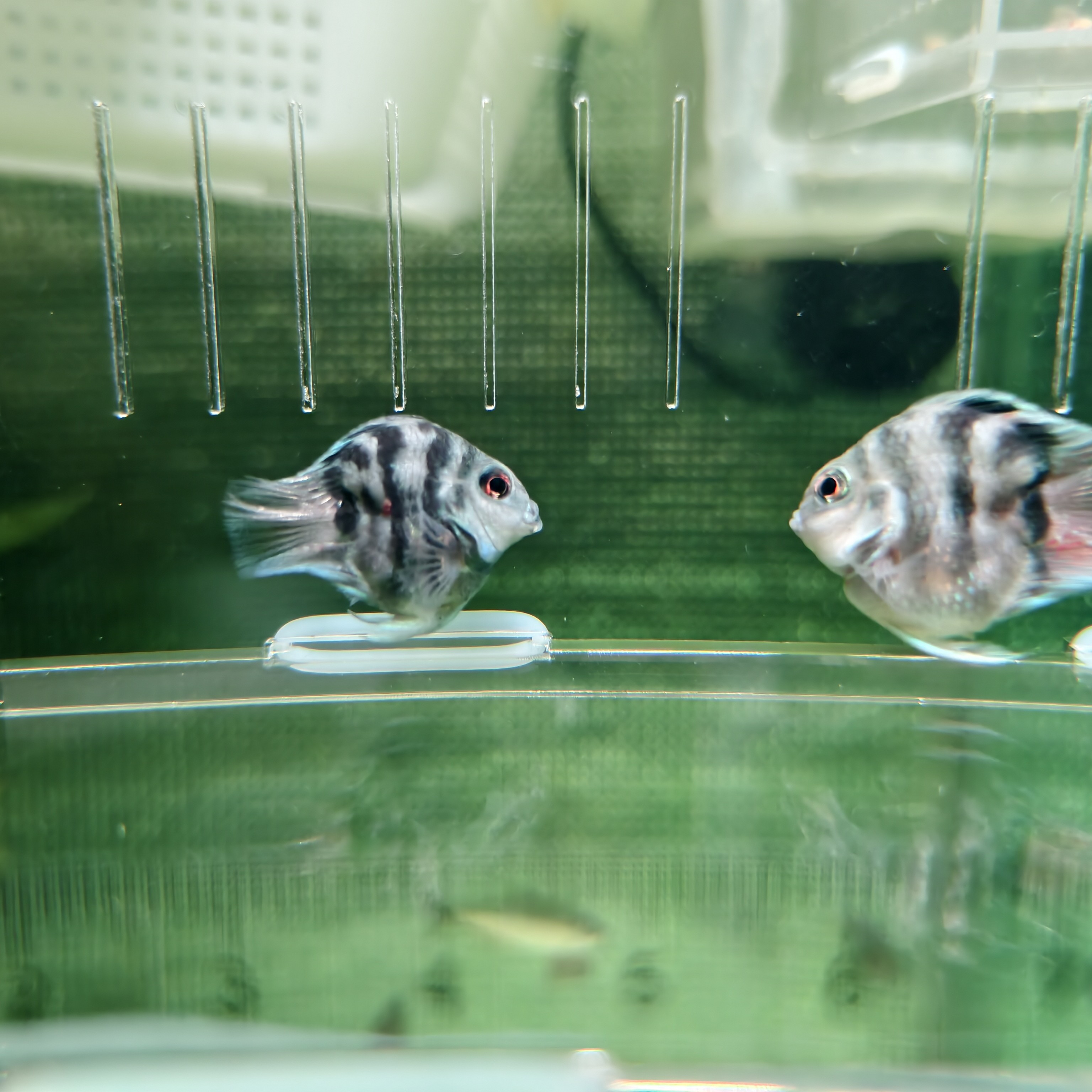 桃心缩尾迷你鹦鹉鱼活体小型淡水热带观赏鱼