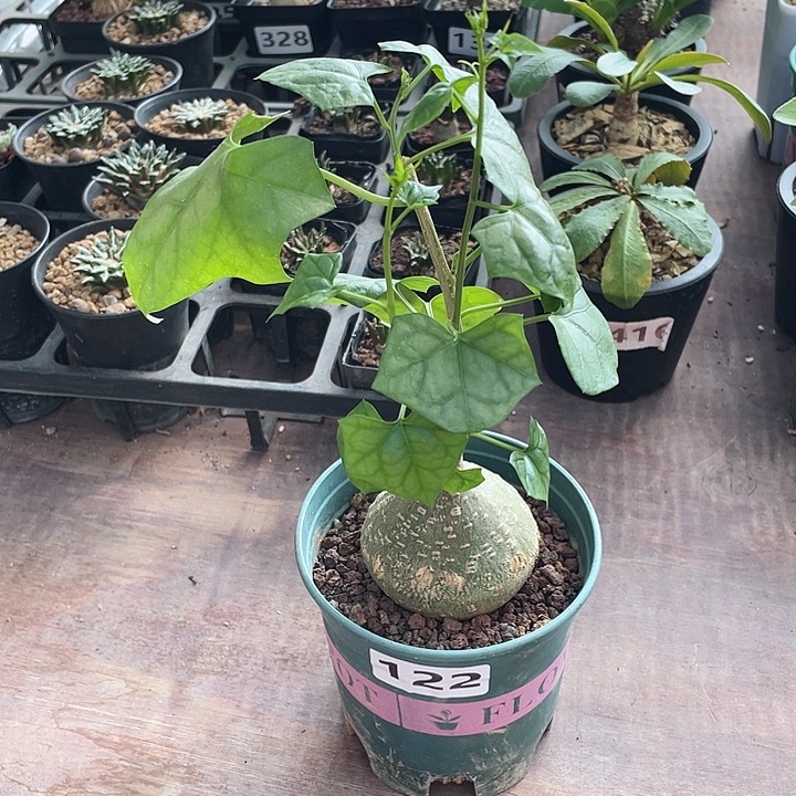 132银叶睡布袋块根