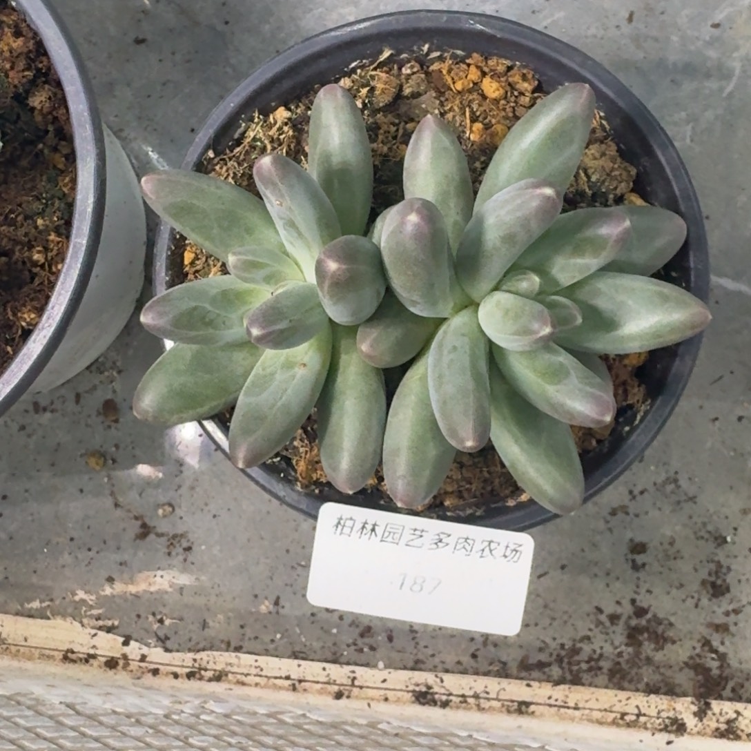 187 美人杂交 一物一拍