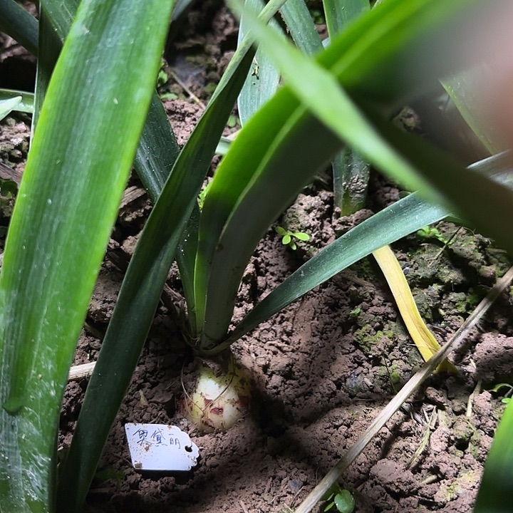 奥黛丽5厘米朱顶红