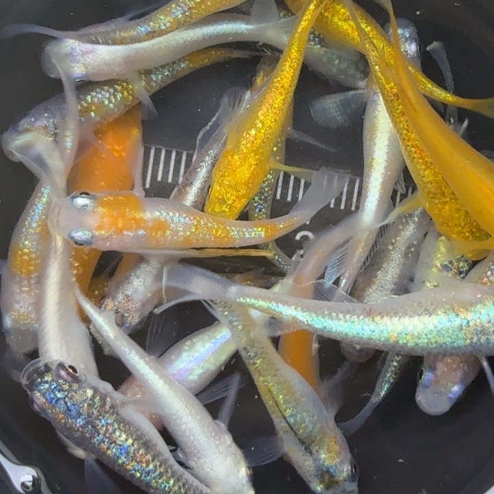 青鳉鱼混搭组合3号