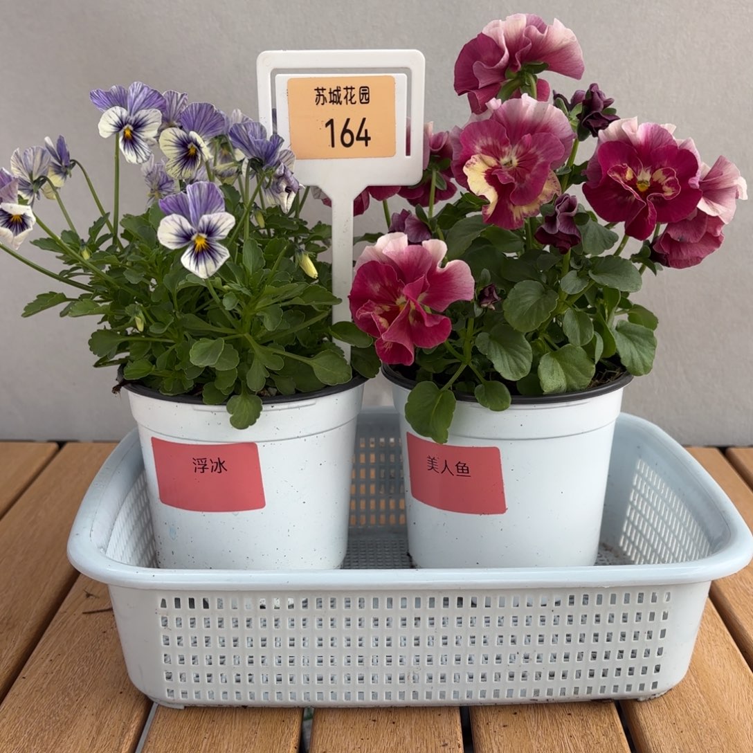 大部分开放少量花苞164