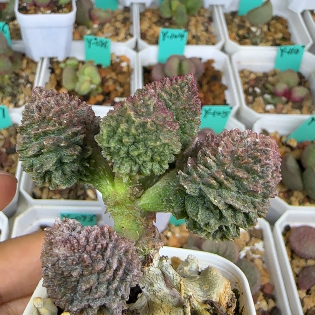 变异朱老桩，五方盆发