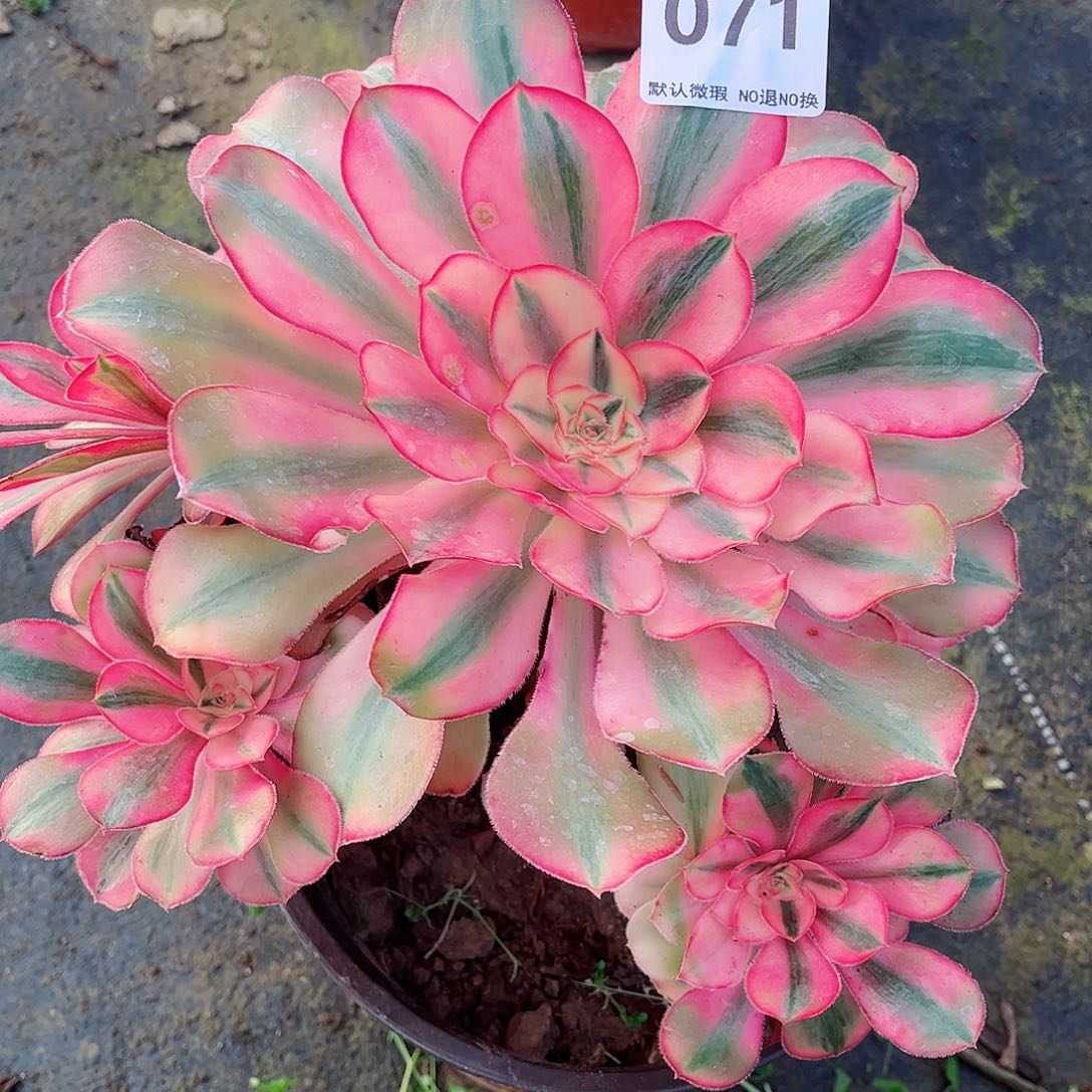 无花朵多肉植物爱丽丝071