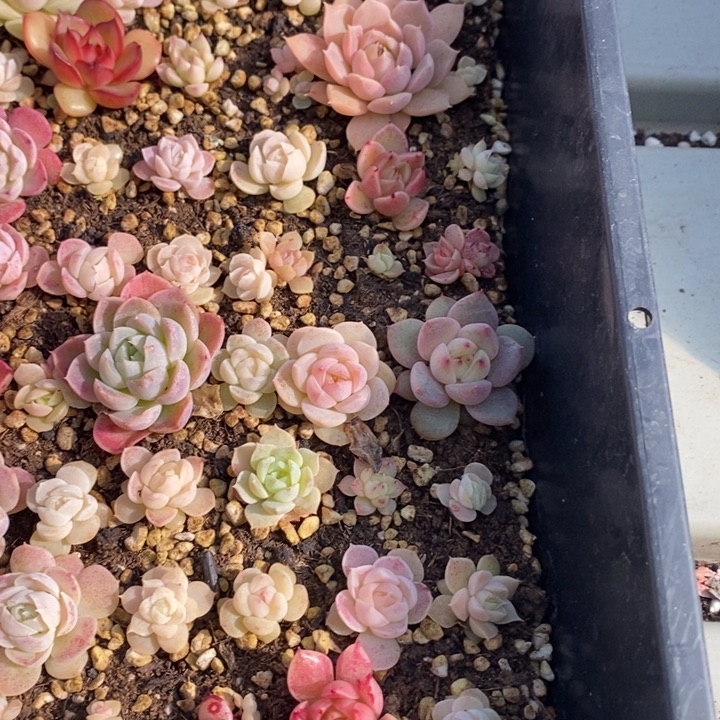 163 多肉植物盆栽花卉