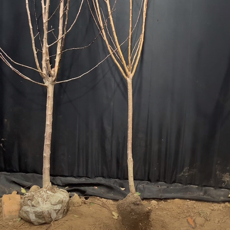 核桃三棱核桃果树苗南北方四季种植当年结果