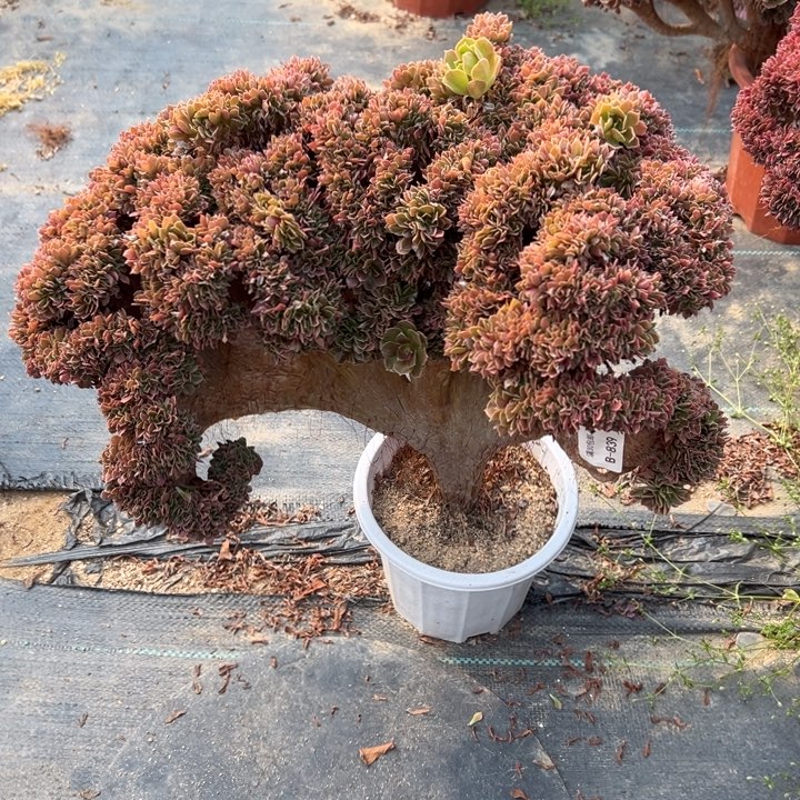 839 玫瑰缀 宽45 公分不售后