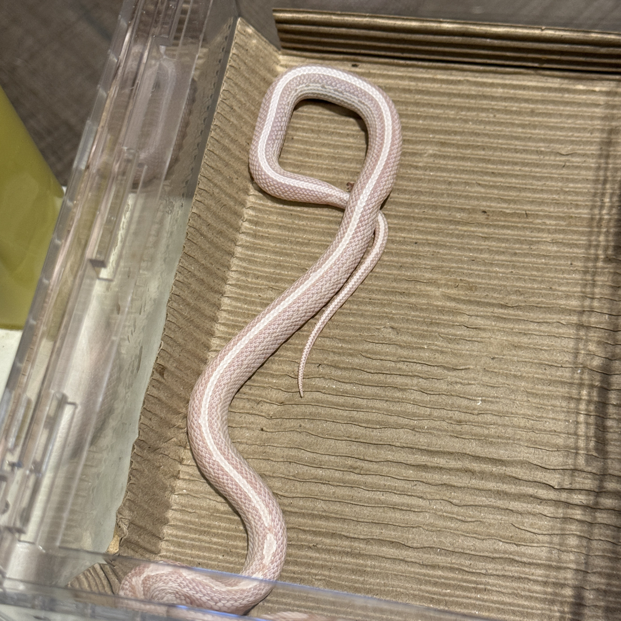 雪白显直大苗 健康稳冻好上手