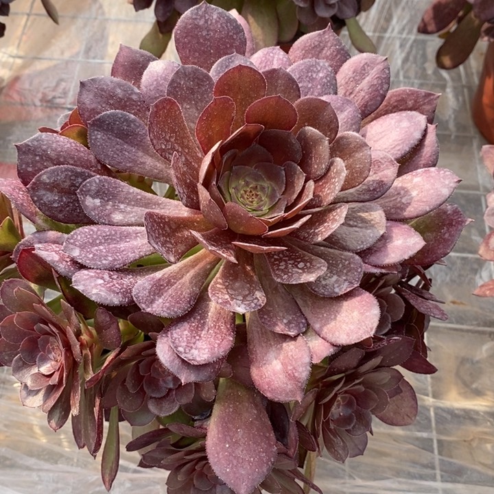 桃花师多肉法师111