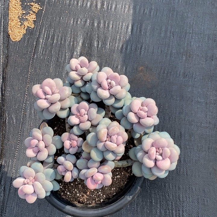 桃蛋大颗孤品肉肉肉肉