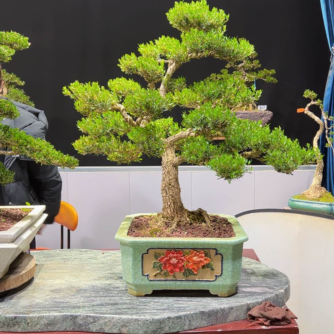 四季常青老桩黄杨盆景