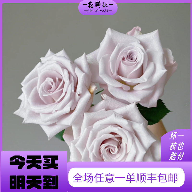 花鲜祉【曼塔/10枝】全场任意两单顺丰包邮今日下单明日送达云南切花玫瑰花