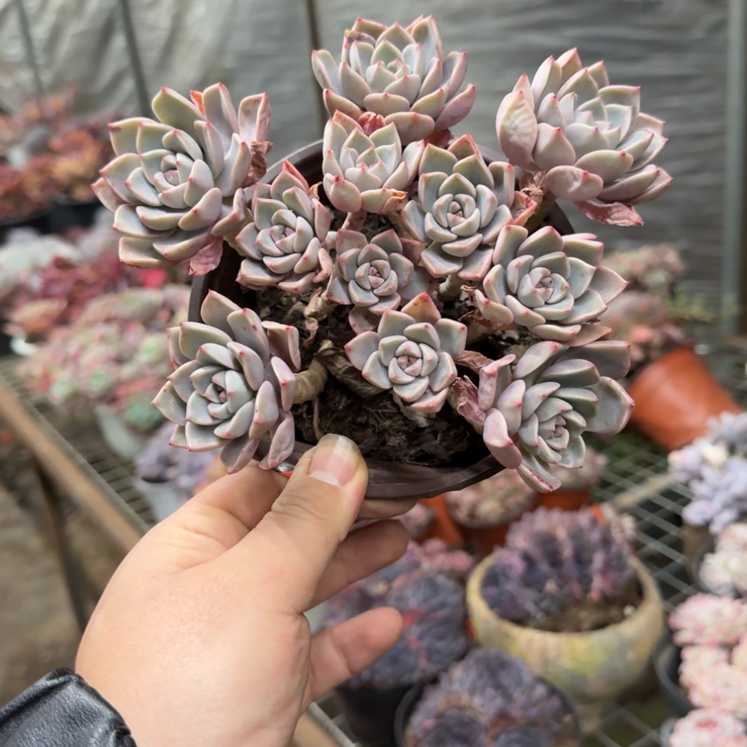 红粉佳人整装整群