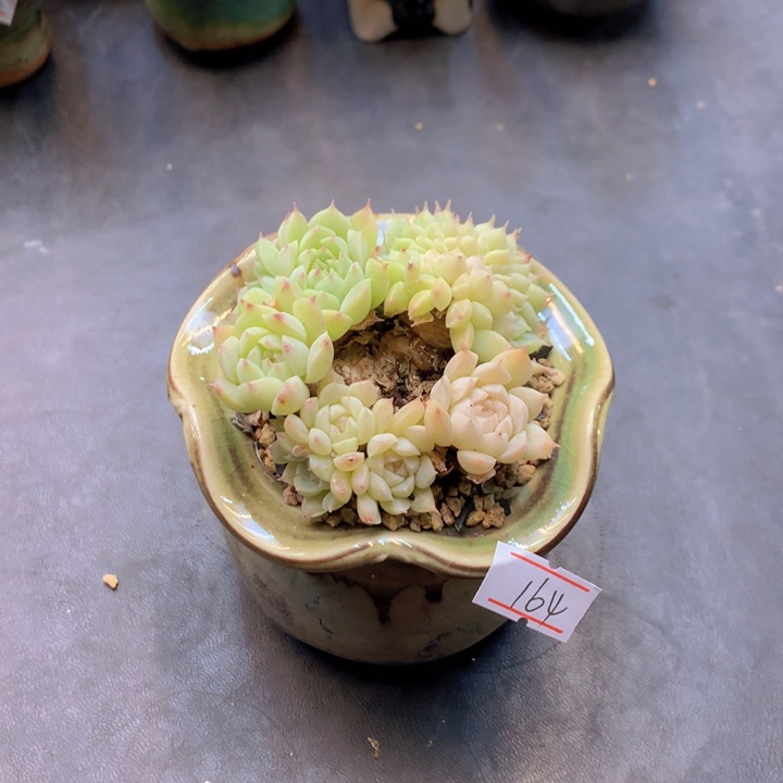 一物一拍满30包邮 164