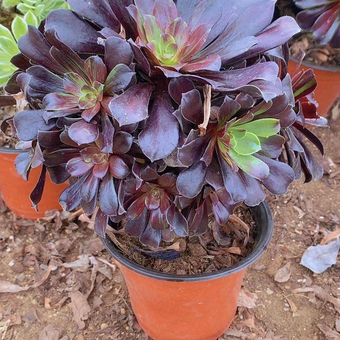 336欧若拉多肉杆子干疤