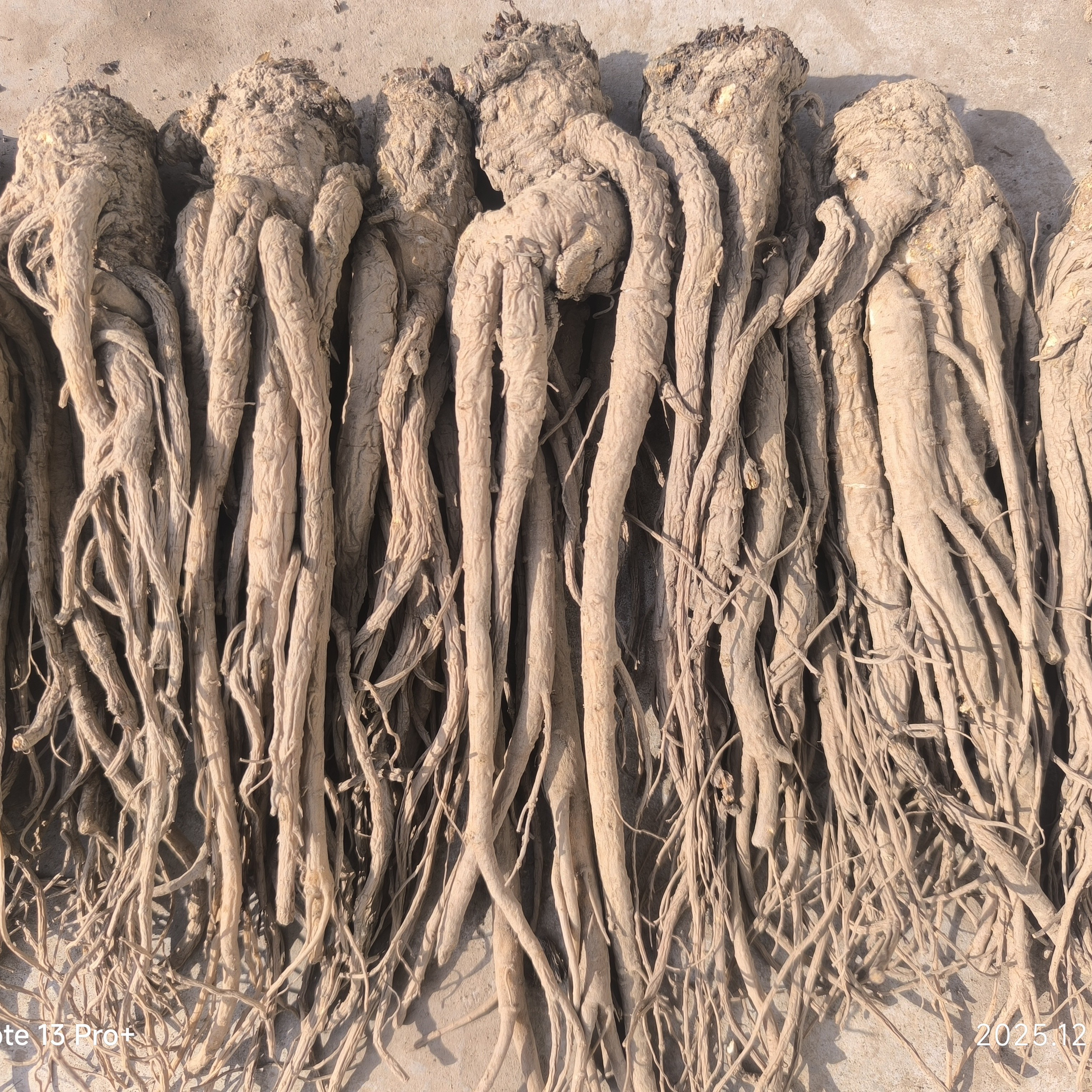 甘肃当归干货可煲汤泡酒滋补养生中药材