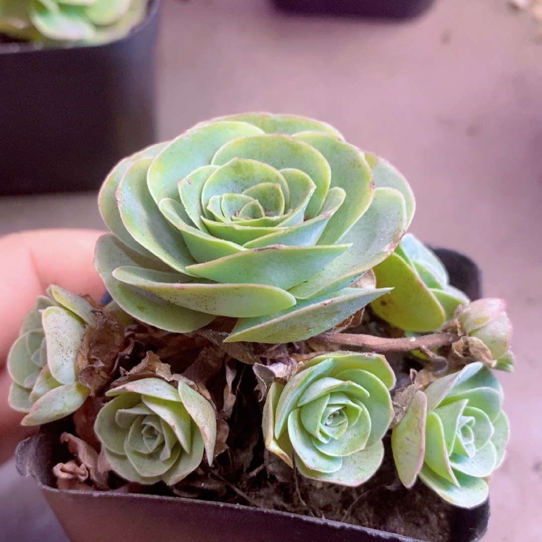 山地玫瑰一物一拍006轻尘