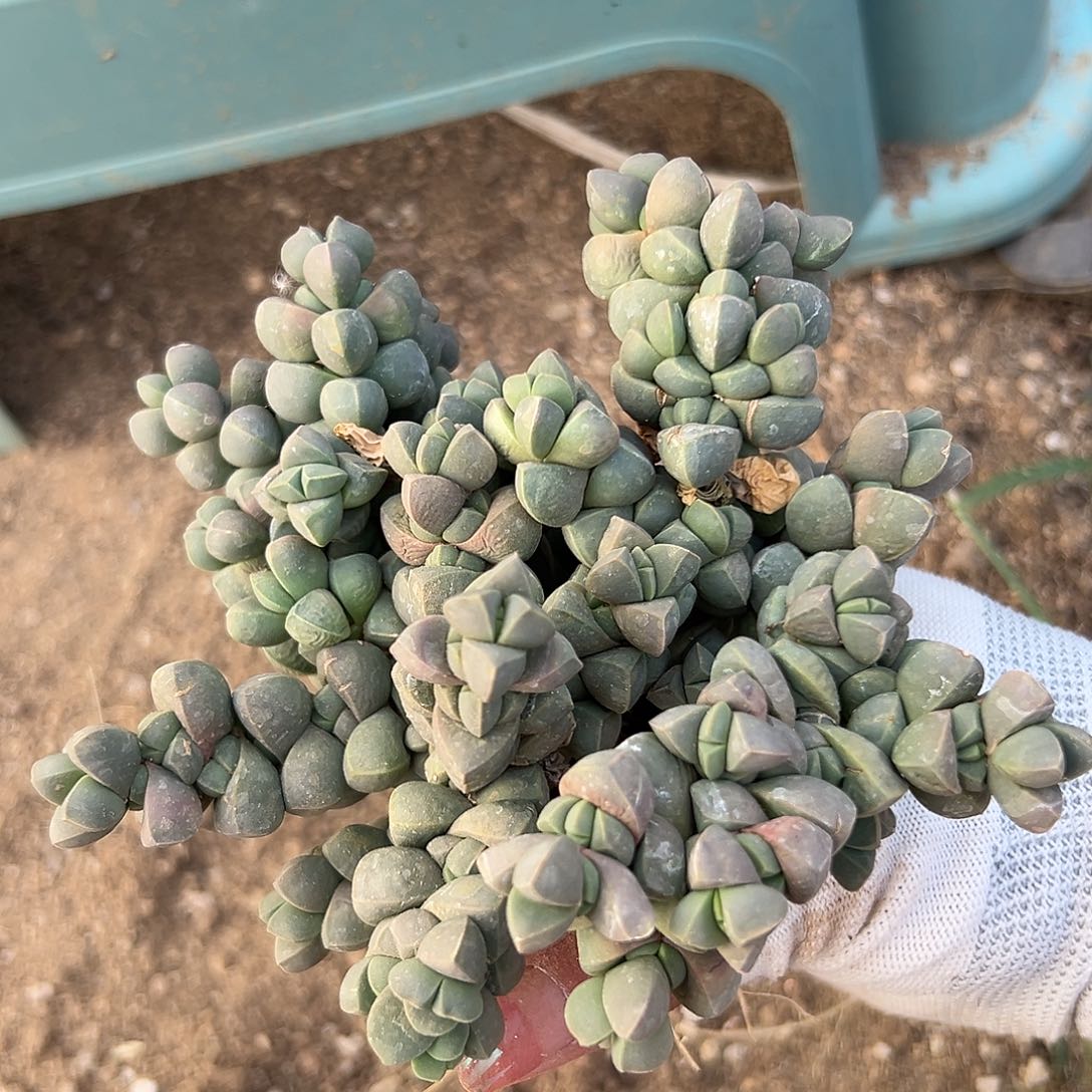多肉植物多肉植物