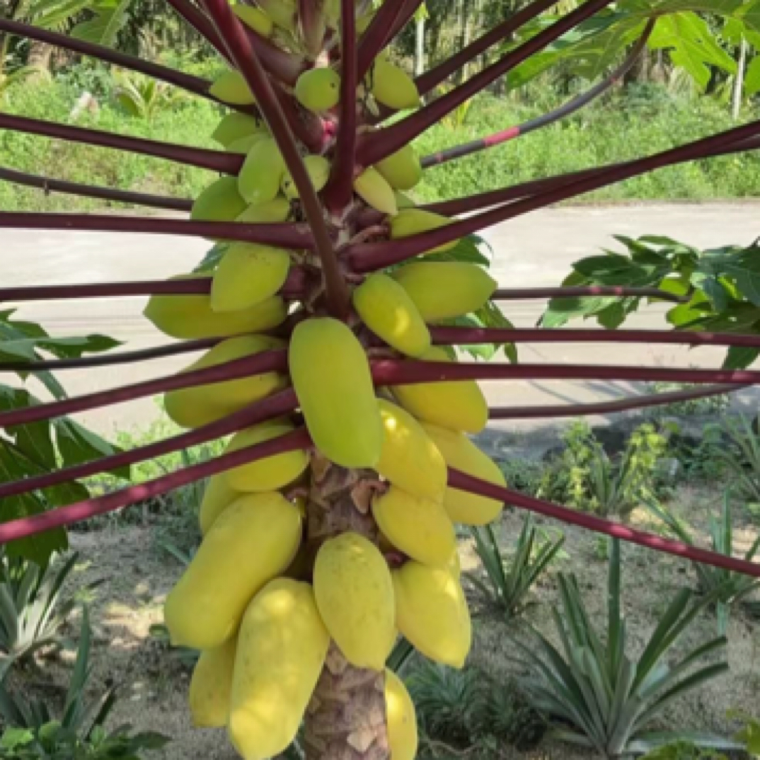 黄金木瓜苗 四季开花结果 