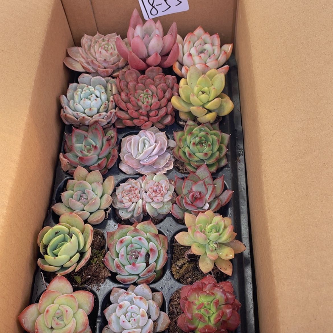 【闪购商品】18颗-55