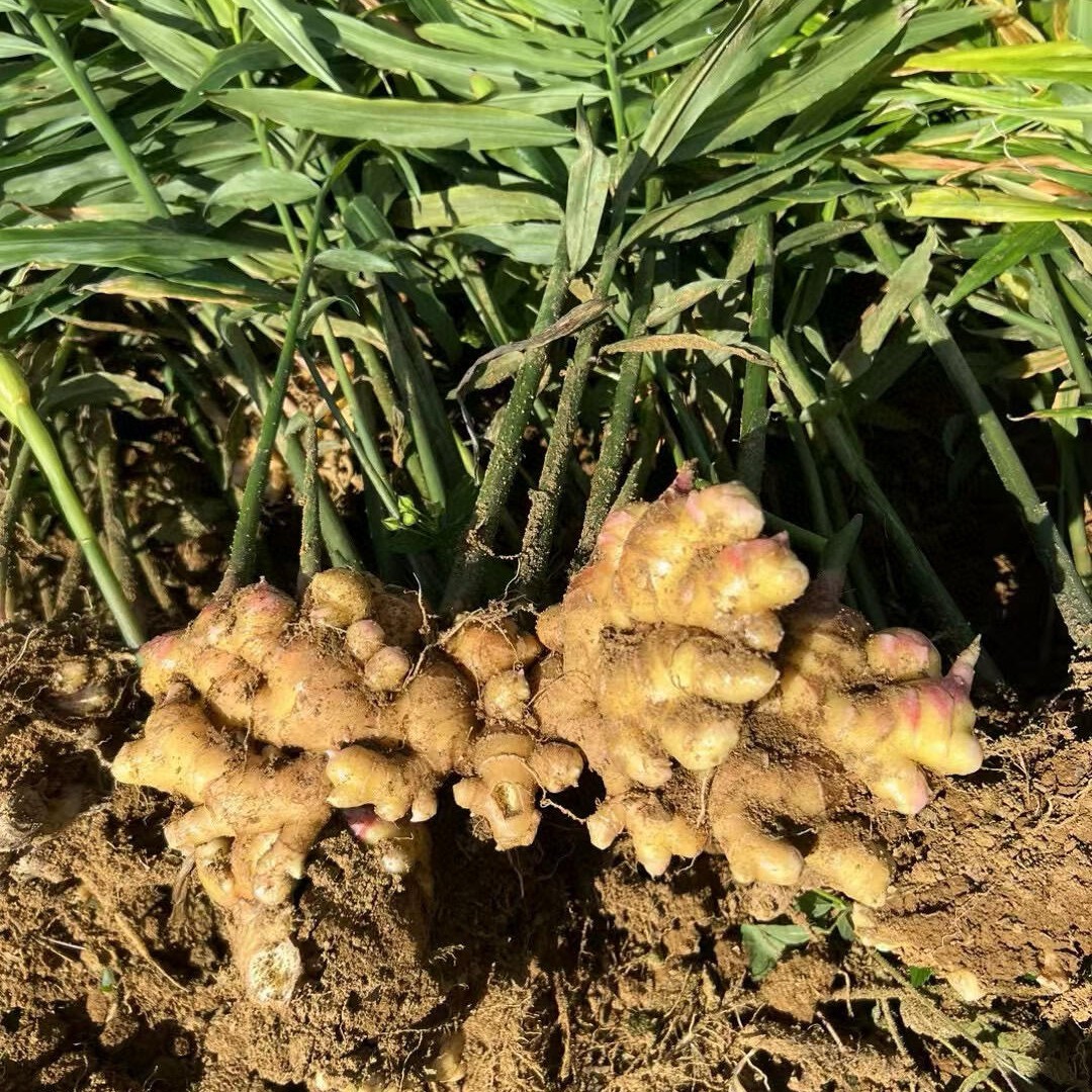 6.6元3斤正宗云南小黄姜