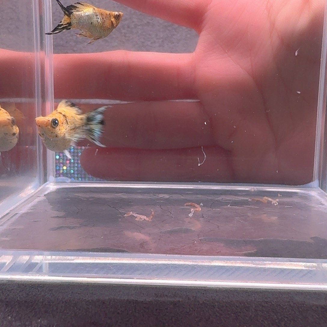 海水鱼原线花豹一对，带钻眼