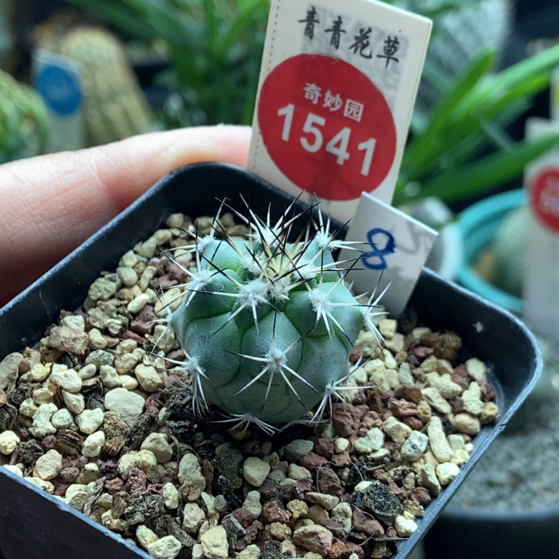 实生黑枪玉一颗仙人球