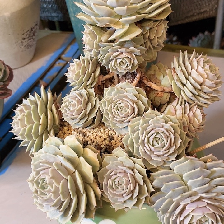 第***毛露娜连，一物一拍