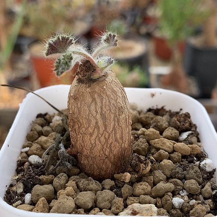 625圆叶洋葵一一一一