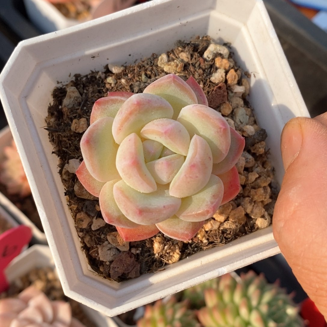 精品多肉一物柏不包整9