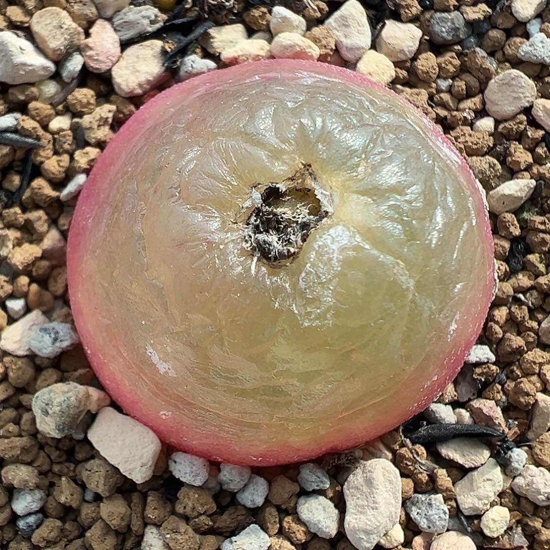 364灯泡带盆土发货