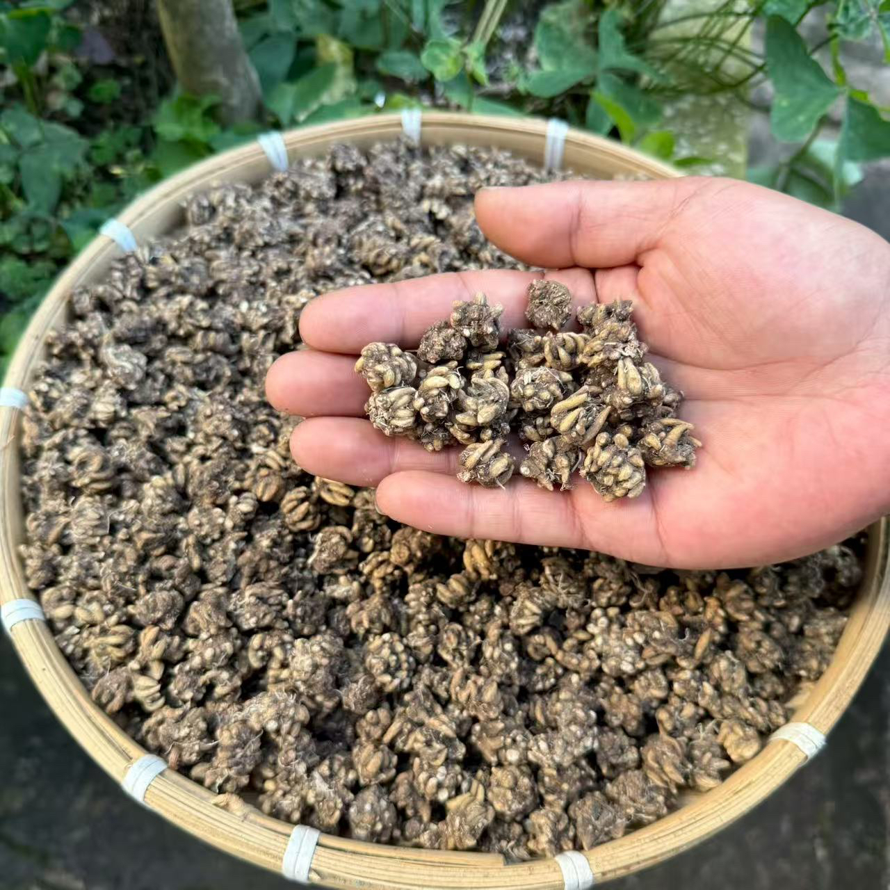 （猫爪草）云南深山猫爪草 今年新货  无熏硫 个头大大小小