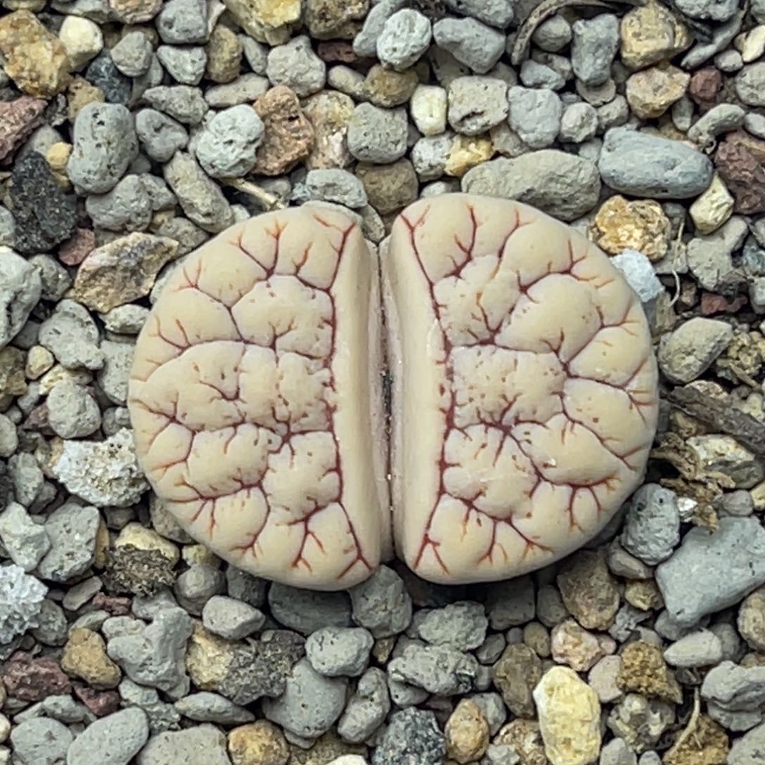 4891红纹凹凸189一颗