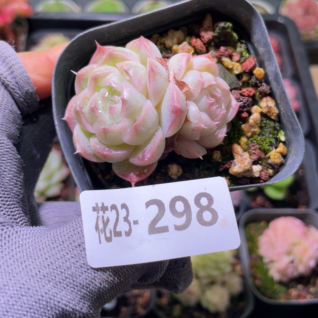 花利美23-298麦秆