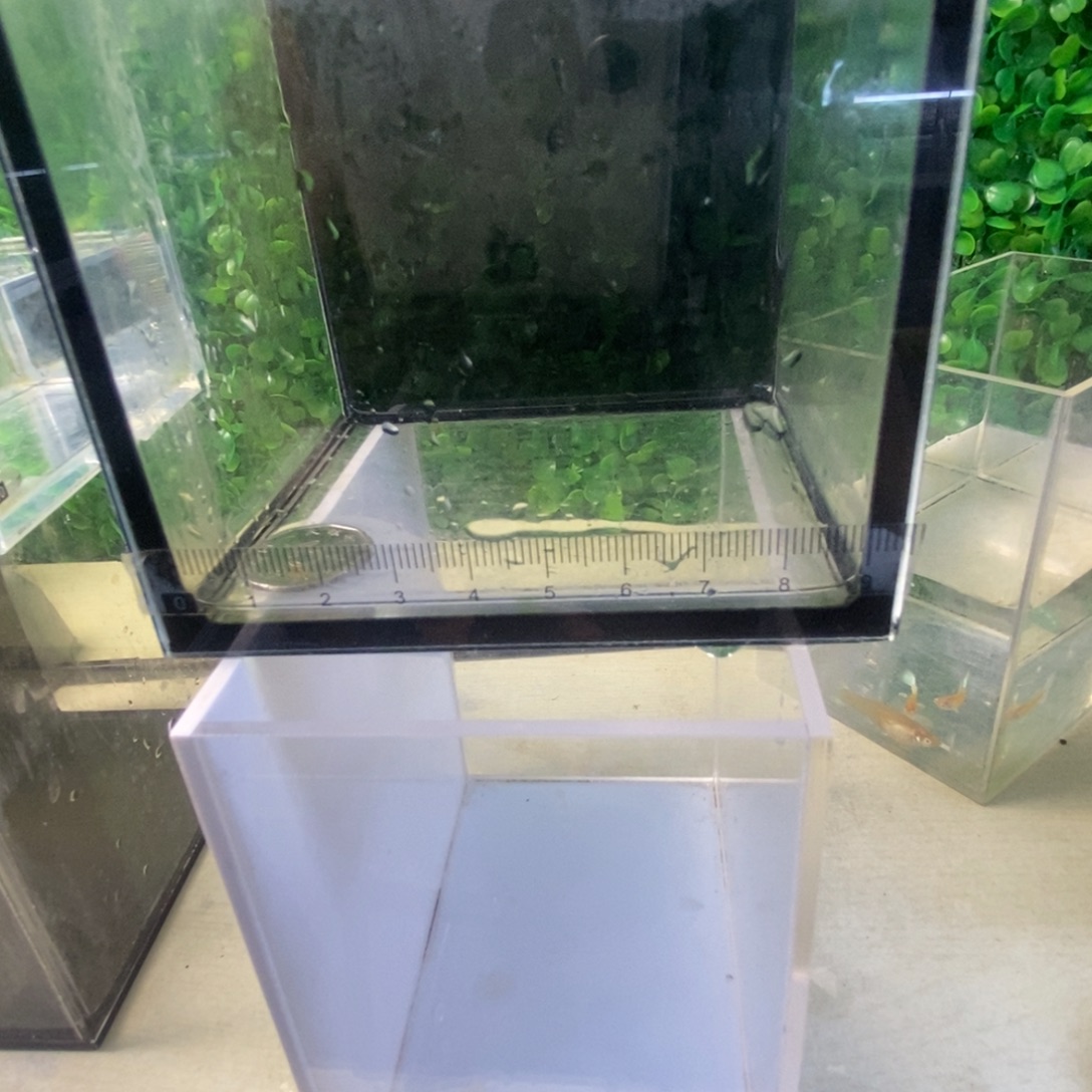 孔雀鱼金粉三条？。