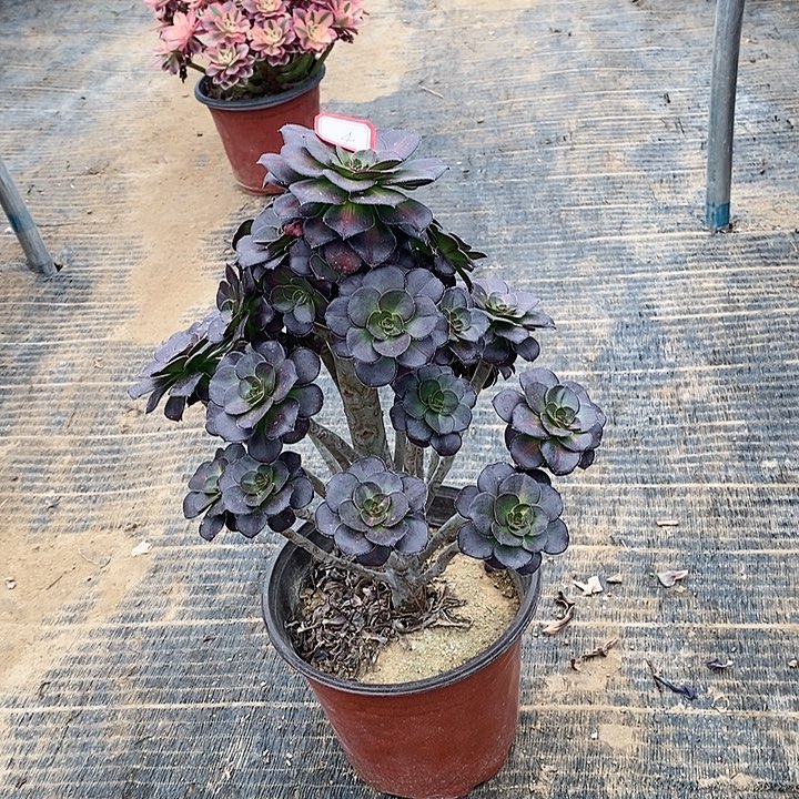 4，晚霞多肉法师多肉法师