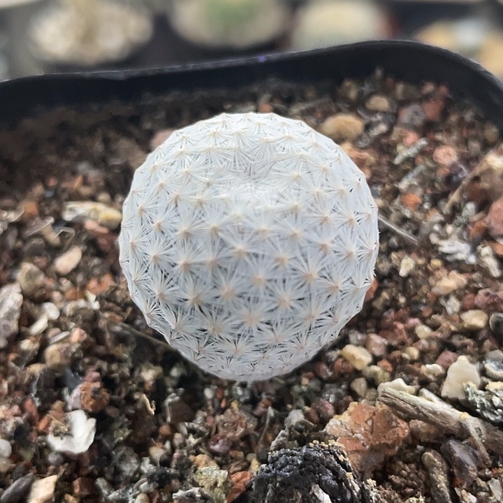 白鸟自根仙人球    