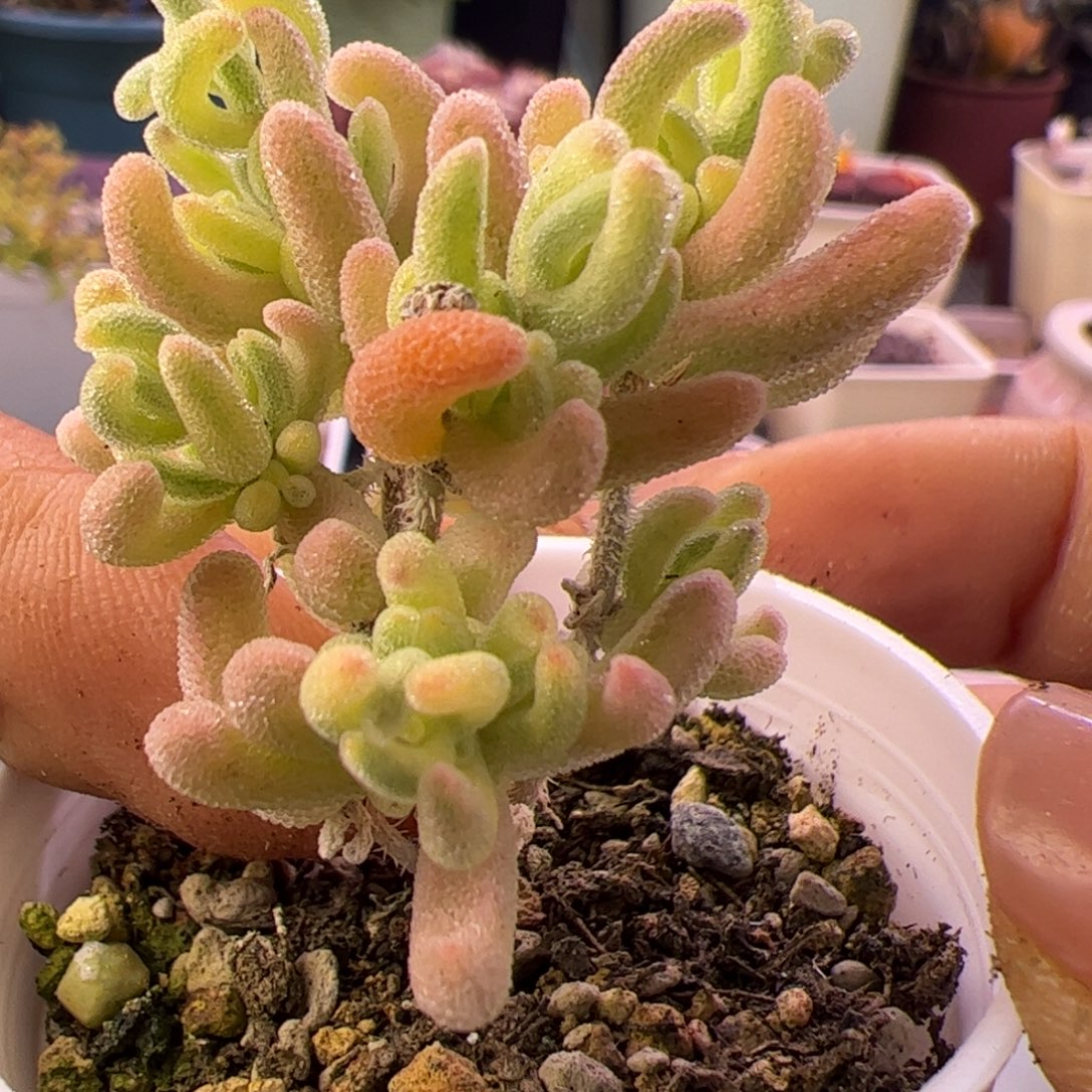多肉植物枝干橙叶白锦