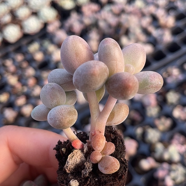 一我一拍满18包邮