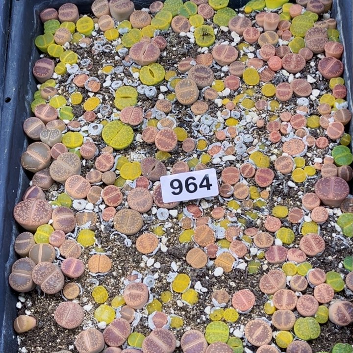 964 生石花一物一图如图