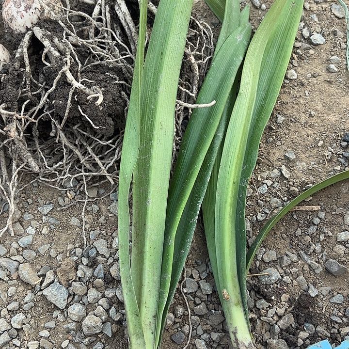 黄玫瑰有标包对版3.5+