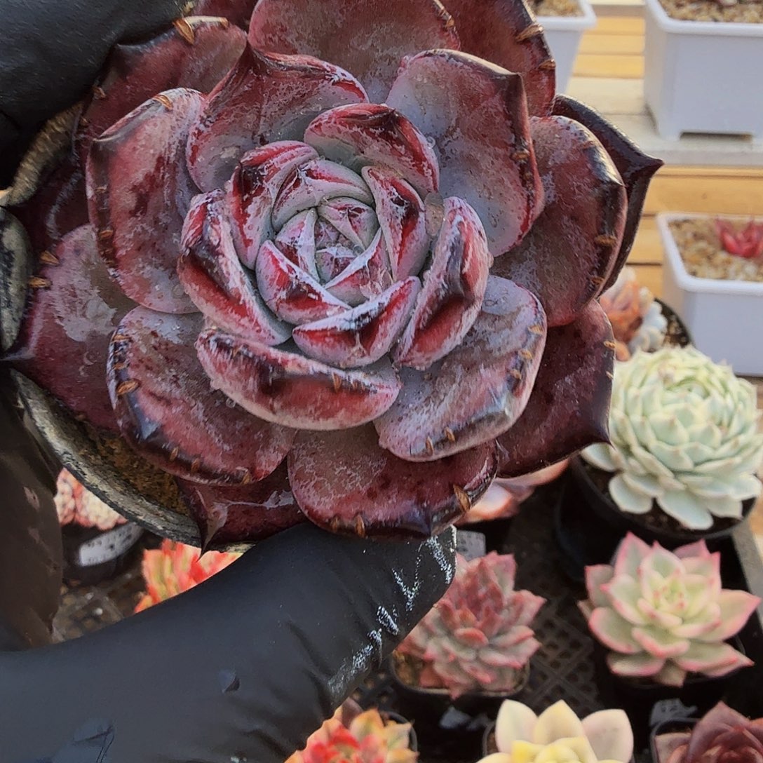 0103-18黑卡单头a