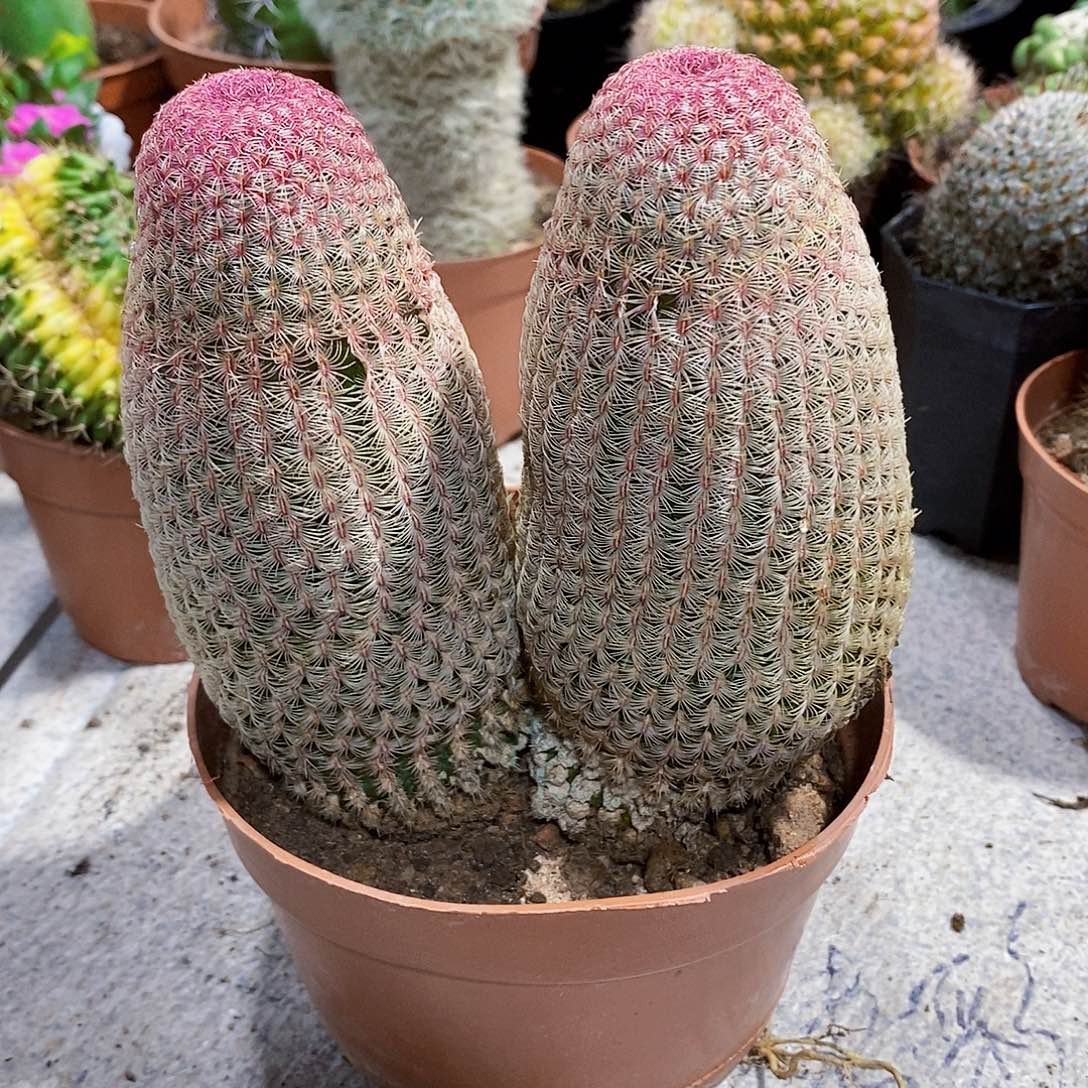 无花朵2个头1111111111111个