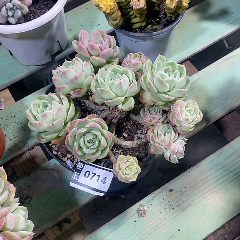 【闪购商品】杂0714