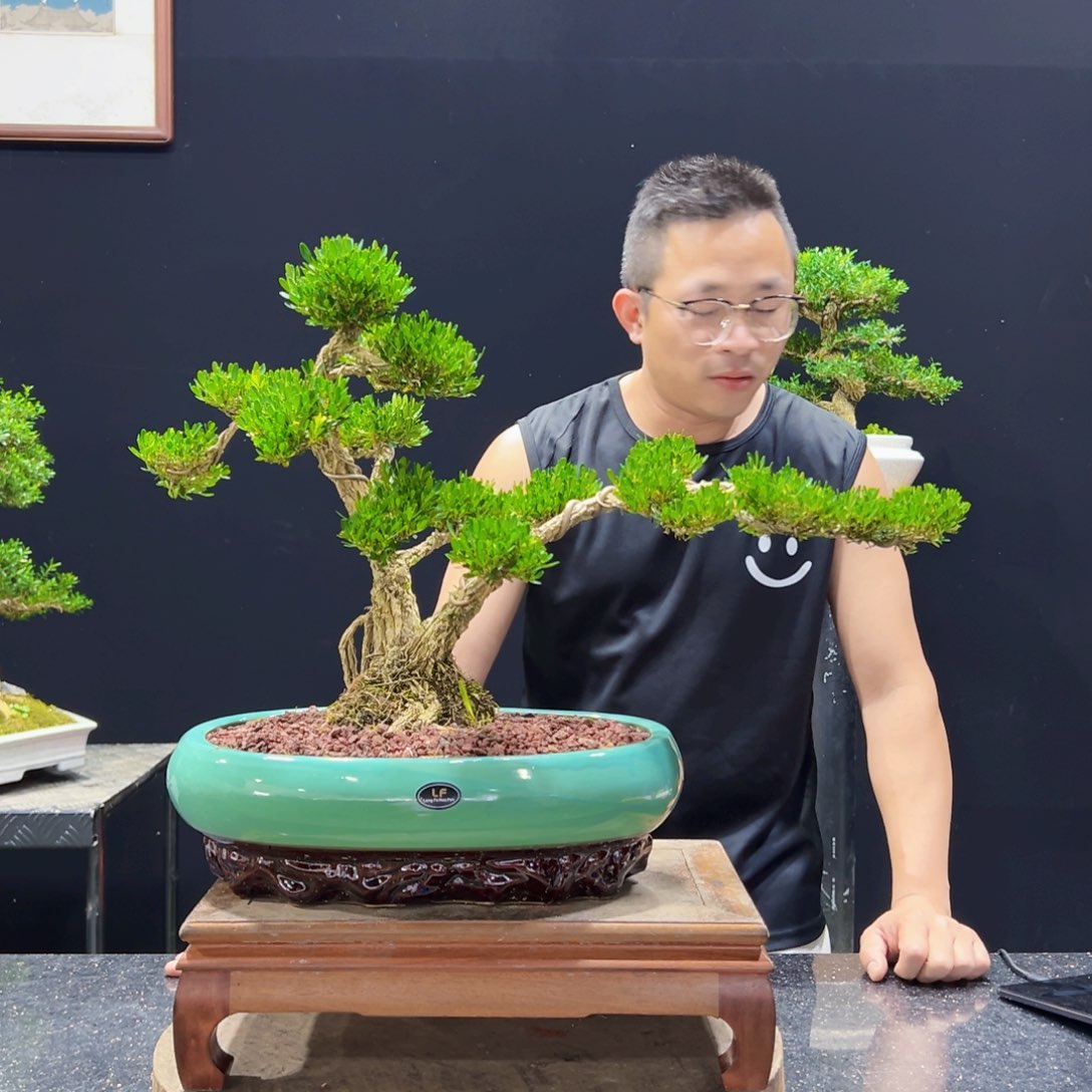 无花朵黄杨盆景四季常青