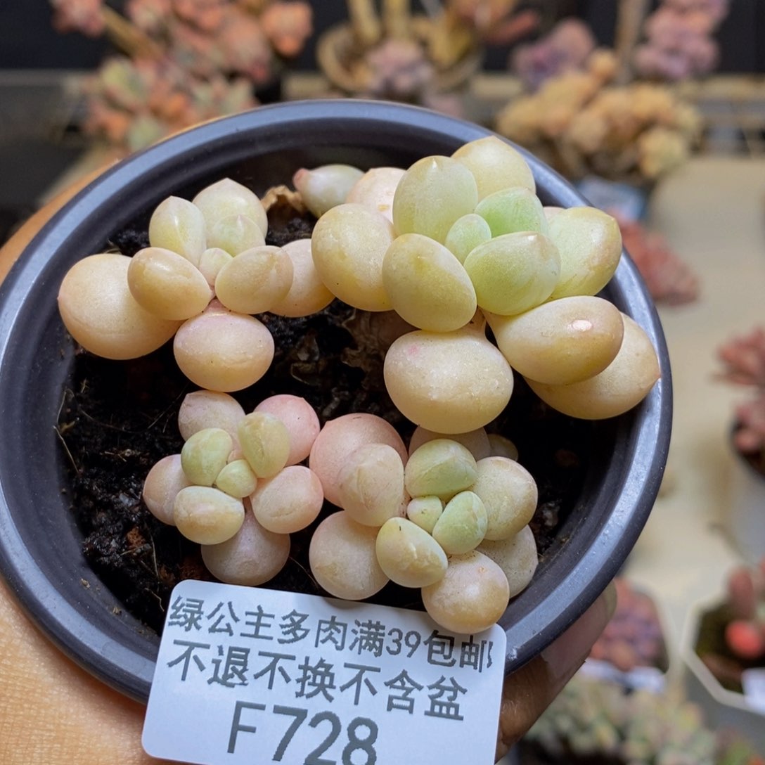 728萤火虫多肉5c m