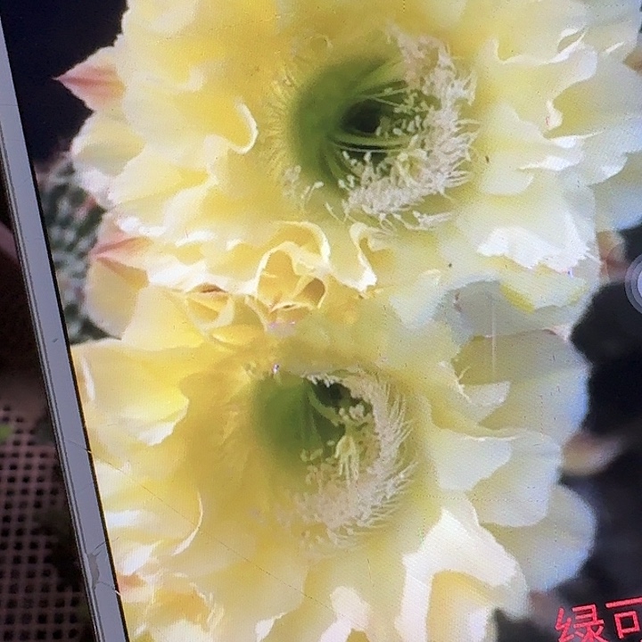 绿可可侧芽4公分左右彩草