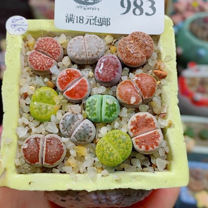 生石花花花花花花花983