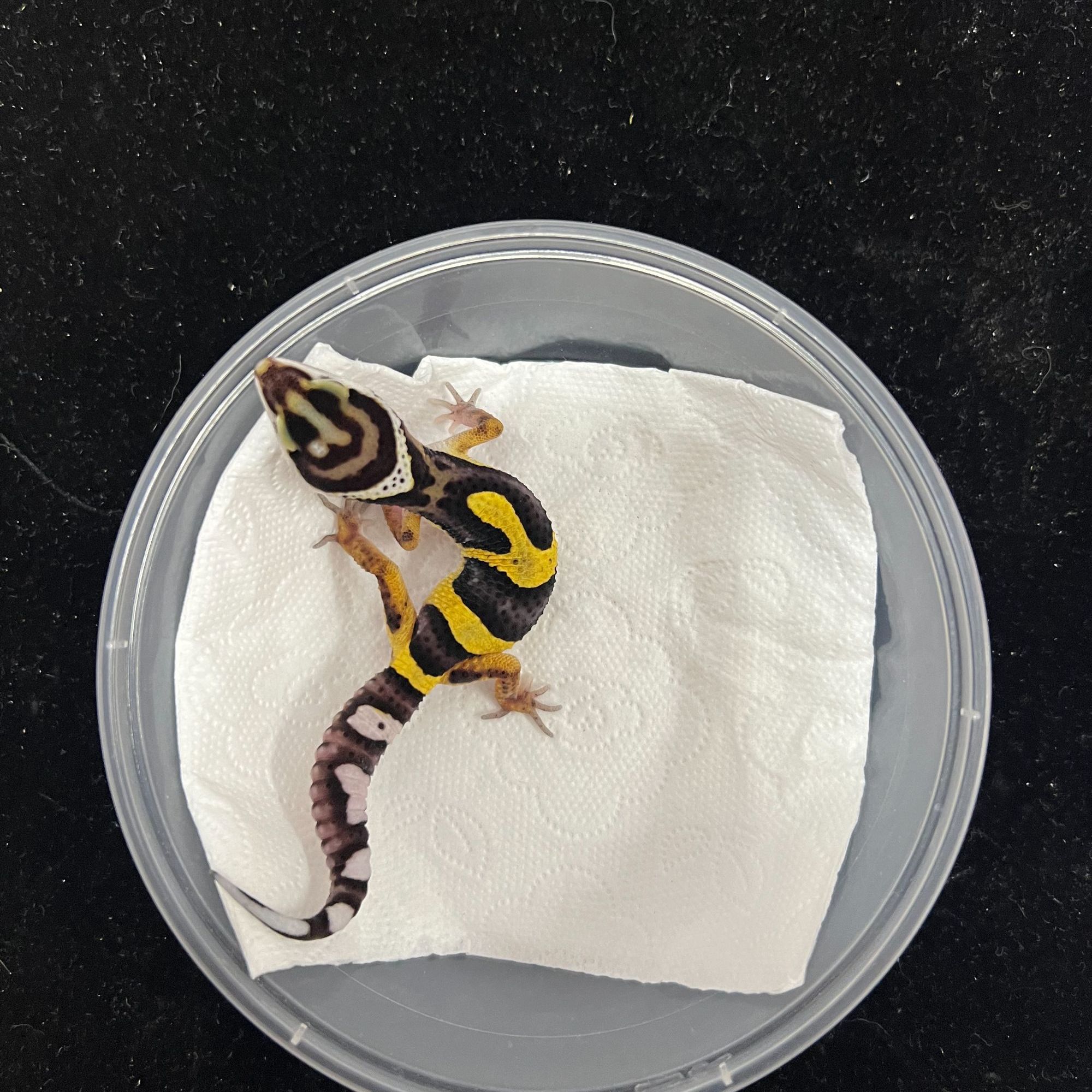 26土匪9.5克.8.20号生